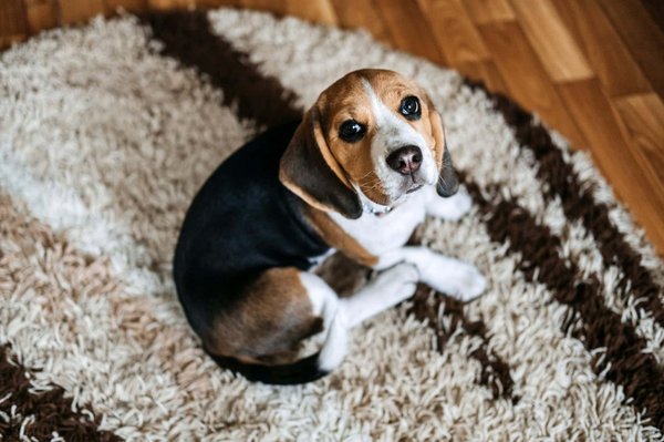 3 clefs pour un chien en pleine forme
